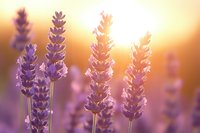 Lavender flowers blooming in golden sunset light creating warm atmospheric glow with soft bokeh background for aromatherapy and wellness concepts.