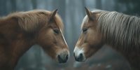 Two horses face to face in intimate moment against misty forest background, showcasing connection between animals in natural environment.