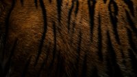 Close-up of orange and black striped tiger fur texture showing natural wild animal coat pattern for wildlife photography and nature backgrounds.