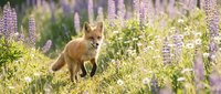 Red fox walking through blooming lupine wildflower field during summer, wildlife in natural habitat for nature and animal stock photography.