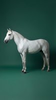 White horse standing in profile against green studio background for equestrian and animal photography projects.