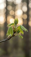 Fresh green leaves emerging from tree branch with warm golden bokeh background capturing spring growth and new life in nature.