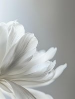 Delicate white petals create soft curves and graceful lines against neutral gray background, showcasing pure natural form and ethereal light for wellness and spa designs.