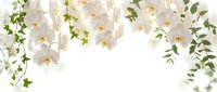 White jasmine flowers with green leaves creating elegant border frame on light background for spring wedding invitations and romantic designs.
