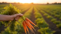 Fresh organic carrots with green tops held in hand over agricultural field at golden sunset, farm to table harvest concept for healthy eating.