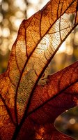 Backlit autumn leaves displaying intricate vein patterns in warm orange and red tones with soft blurred background, suitable for seasonal and nature designs.