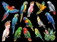 Colorful parrots and macaws isolated on transparent background, ready for t-shirt design, clipart, stickers, sublimation, print-on-demand products and digital crafts.