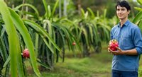 Young male farmer in blue shirt holding fresh red dragon fruit in tropical plantation field with green foliage background.