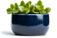 Fresh green succulent plant in modern navy blue ceramic pot against white background, minimalist home decor composition isolated for easy use.