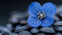 Vibrant blue wildflower with delicate petals and yellow stamens in macro view against dark stones, creating dramatic nature contrast for wellness and spa concepts.