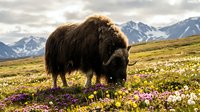 Large brown yak grazing among colorful wildflowers in arctic tundra landscape with snow-capped mountains under dramatic cloudy sky for nature and wildlife themes.