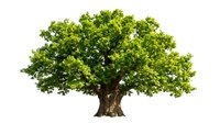 Large green oak tree with dense foliage isolated on white background for environmental design projects and nature concepts.