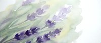 Watercolor lavender flowers with soft purple blooms and green stems on white background. Botanical illustration for aromatherapy, spa, wellness designs.