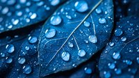Raindrops on dark blue leaves create natural pattern with water droplets and leaf veins in dramatic macro photography, showing morning dew freshness and purity.