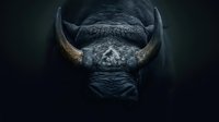 Dramatic close-up portrait of African buffalo head with prominent curved horns emerging from darkness, showcasing powerful wildlife nature in moody atmospheric lighting.