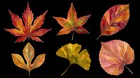 Six watercolor autumn leaves in red, orange, yellow tones, isolated on transparent background. Great for seasonal clipart, stickers, t-shirt design, print on demand, sublimation.