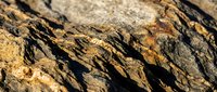 Weathered tree bark texture with deep grooves and natural brown patterns. Organic surface detail for backgrounds and natural design projects.
