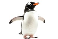 Gentoo penguin with wings spread on white background, isolated figure showing distinctive black and white plumage and orange beak, ready for design projects.