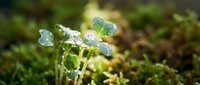 Dewdrops glistening on fresh green seedlings in morning light, symbolizing growth, renewal, and natural hydration for gardening and environmental concepts.