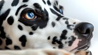 Close up portrait of Dalmatian dog with striking blue eye and distinctive black spotted pattern on white fur, showing partial face and nose in macro photography.