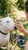Woman feeding treat to white pit bull terrier dog outdoors in sunny park setting with natural bokeh background for pet care and training concepts.