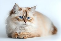 Elegant cream point Siberian cat with striking blue eyes lying on white background, long fluffy fur and gentle expression, isolated studio portrait for pet photography.