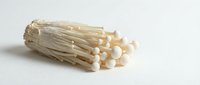 Enoki mushrooms with delicate white caps and thin stems isolated on white background, suitable for food, culinary, and cooking design projects.