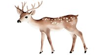 Watercolor spotted deer with antlers on white background, gentle brown tones and delicate spots create woodland nursery art piece. Isolated design element.