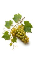 Fresh green grape cluster with vine leaves isolated on white background for food and beverage design projects.