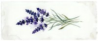 Watercolor lavender sprigs with purple flowers and green stems on white background. Botanical illustration for aromatherapy, spa, natural cosmetics design.