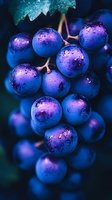 Fresh purple grapes with water drops in dramatic lighting and macro photography style, creating mystical atmosphere with deep blue and violet tones. Perfect for wine industry.