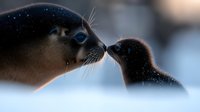 Mother seal and pup share tender moment nose to nose in snowy winter scene, highlighting natural parental bonding behavior in marine mammals against blurred background.