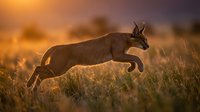 Wild caracal cat leaping through golden grassland at sunset with dramatic lighting and motion blur creating dynamic wildlife action scene.