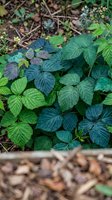 Fresh green raspberry leaves growing in natural garden setting with organic mulch and forest floor background for botanical photography.