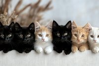 Adorable group of black, ginger and white kittens lying in row on light background, looking at camera with bright eyes. Sweet pets portrait for animal care.