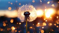 Delicate dandelion silhouette against sunset sky with golden bokeh lights creating dreamy atmosphere, seeds floating in evening breeze. Nature photography for peaceful mood.