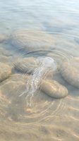 Transparent jellyfish floating in shallow crystal clear water with sandy bottom and smooth stones creating ripples in peaceful marine environment.