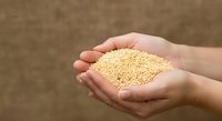 Hands holding quinoa seeds against blurred brown background, representing organic grain harvest, agriculture, and sustainable food production for cooking and nutrition.