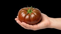 Ripe dark red tomato held in open palm of hand isolated on transparent background, ready for clipart, t-shirt design, print-on-demand products, stickers, and sublimation projects.