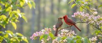 Red cardinal bird perched on blooming pink flower branch in spring garden with soft natural lighting and green foliage background for wildlife photography.
