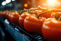 Fresh red tomatoes on vine in warm sunlight at farmers market or grocery store produce section for healthy cooking and organic food preparation.