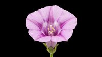 Pink bindweed flower with purple stripes, isolated on transparent background, ready for stickers, t-shirt design, print on demand, sublimation, and clipart use.