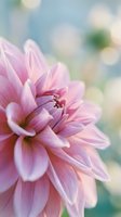 Soft pink dahlia flower in full bloom with delicate petals and blurred garden background for spring and summer floral designs and nature photography.