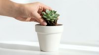 Hand planting a small green succulent into a white ceramic pot on a light surface, minimal home gardening concept.