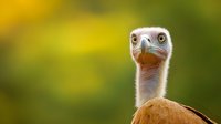 Expressive close-up portrait of griffon vulture head against blurred yellow and green natural background, showing distinctive features and piercing eyes.