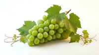 Fresh green grapes bunch with vine leaves isolated on white background, ripe juicy fruit for food, health, and nutrition design.