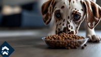 Spotted Dalmatian puppy with brown eyes looking at bowl of dry dog food on wooden floor, close-up portrait showing innocent expression and anticipation.