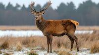 Majestic red deer stag with impressive antlers standing alert in winter grassland against blurred forest background, snow patches visible on ground in natural habitat.