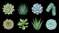 Succulent plants collection featuring eight isolated botanical specimens in watercolor style on transparent background, ready for t-shirt design, clipart, stickers, sublimation and print-on-demand projects.