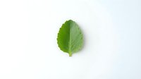 Fresh green mint leaf isolated on white background, suitable for culinary, wellness, and organic product design projects.
